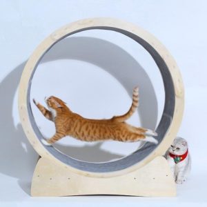 Cat Fitness Fun Roller